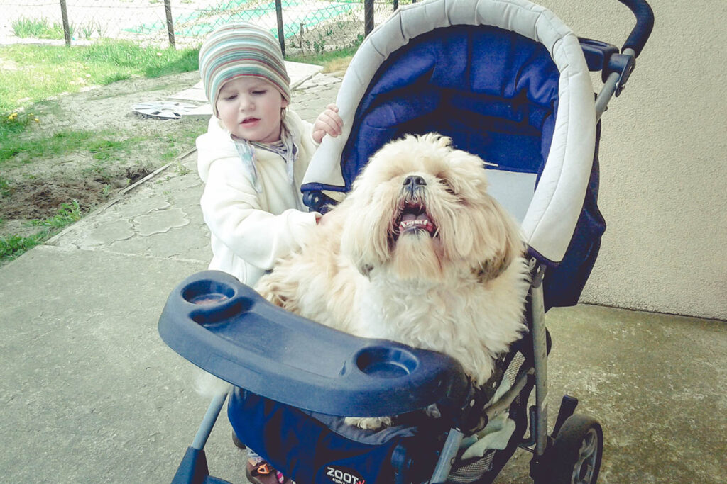 hotel dla dużych psów ostrów wielkopolski