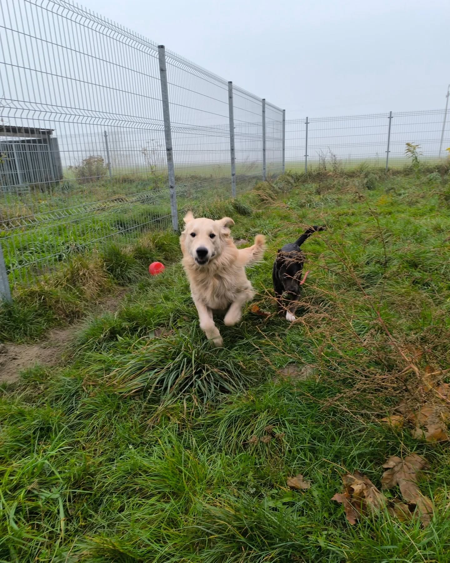 hotel dla psa pleszew