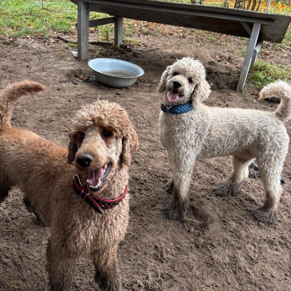 opieka nad psem pleszew