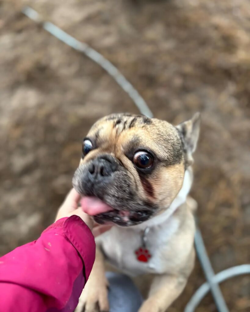 opieka nad psami kalisz