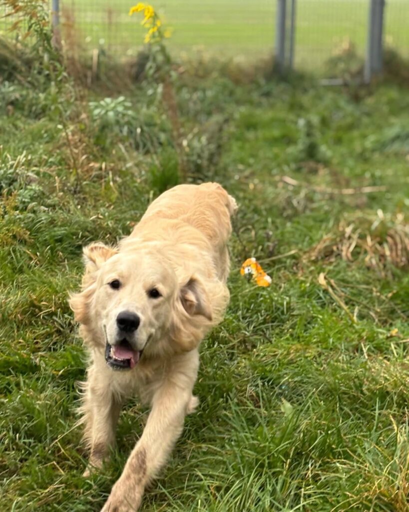 hotel dla psów kalisz i okolice