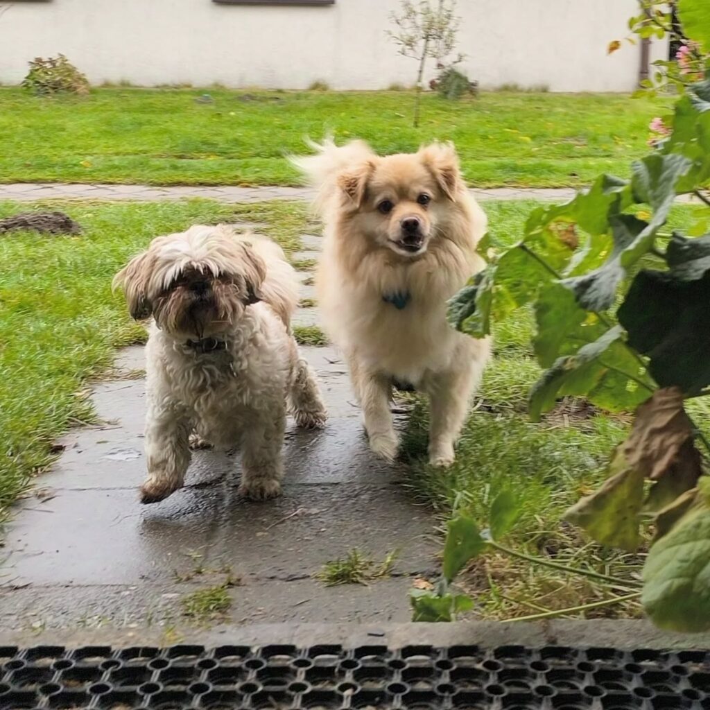 hotel dla psów ostrów wielkopolski