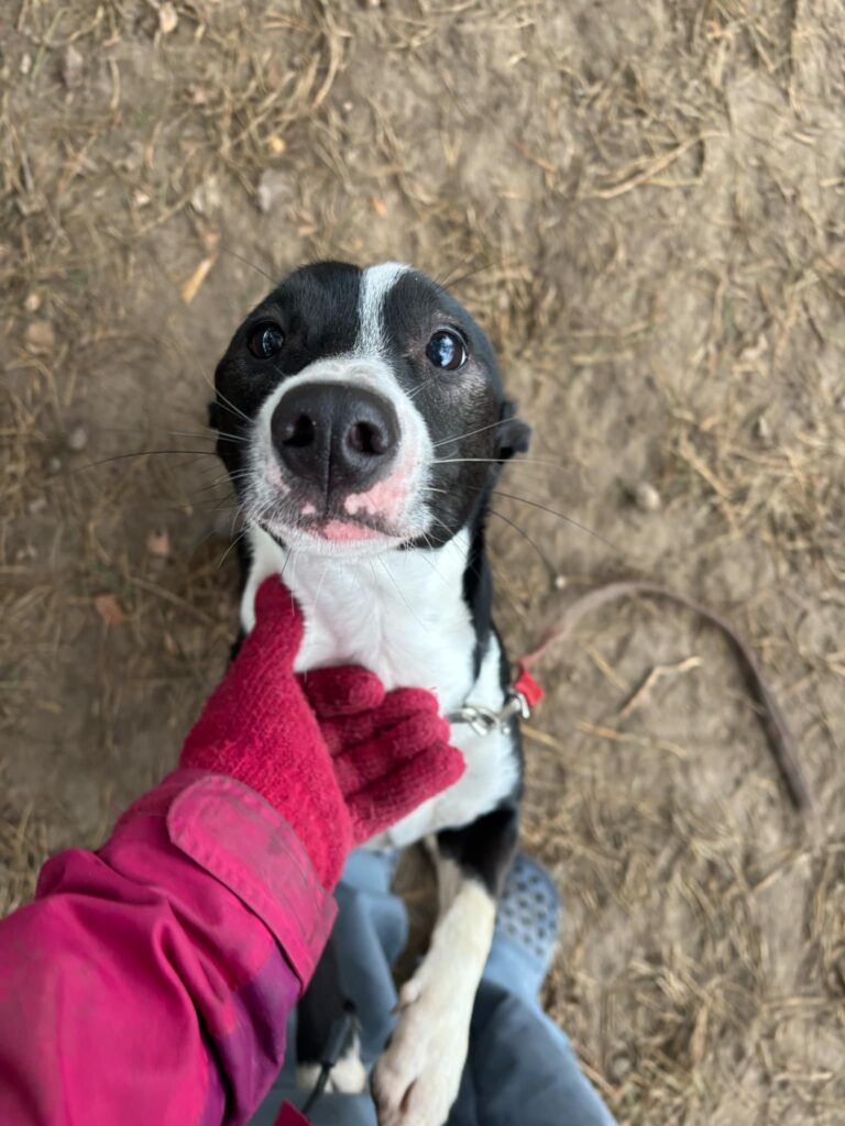 hotel dla psów kalisz cennik